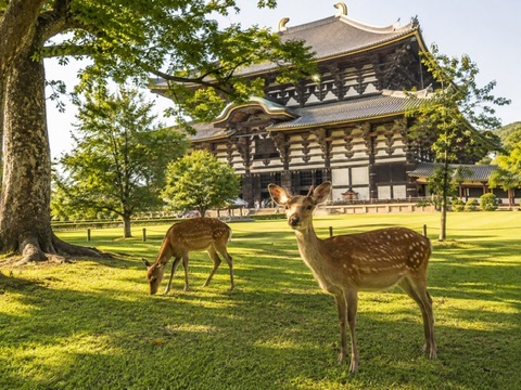 奈良観光4時間